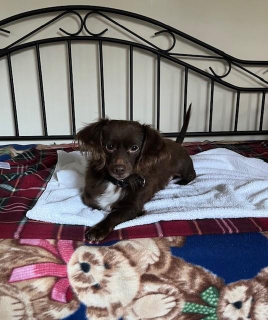 Enlarge Moose, a Adoptable mixed breed in North Canton, OH image 3/4