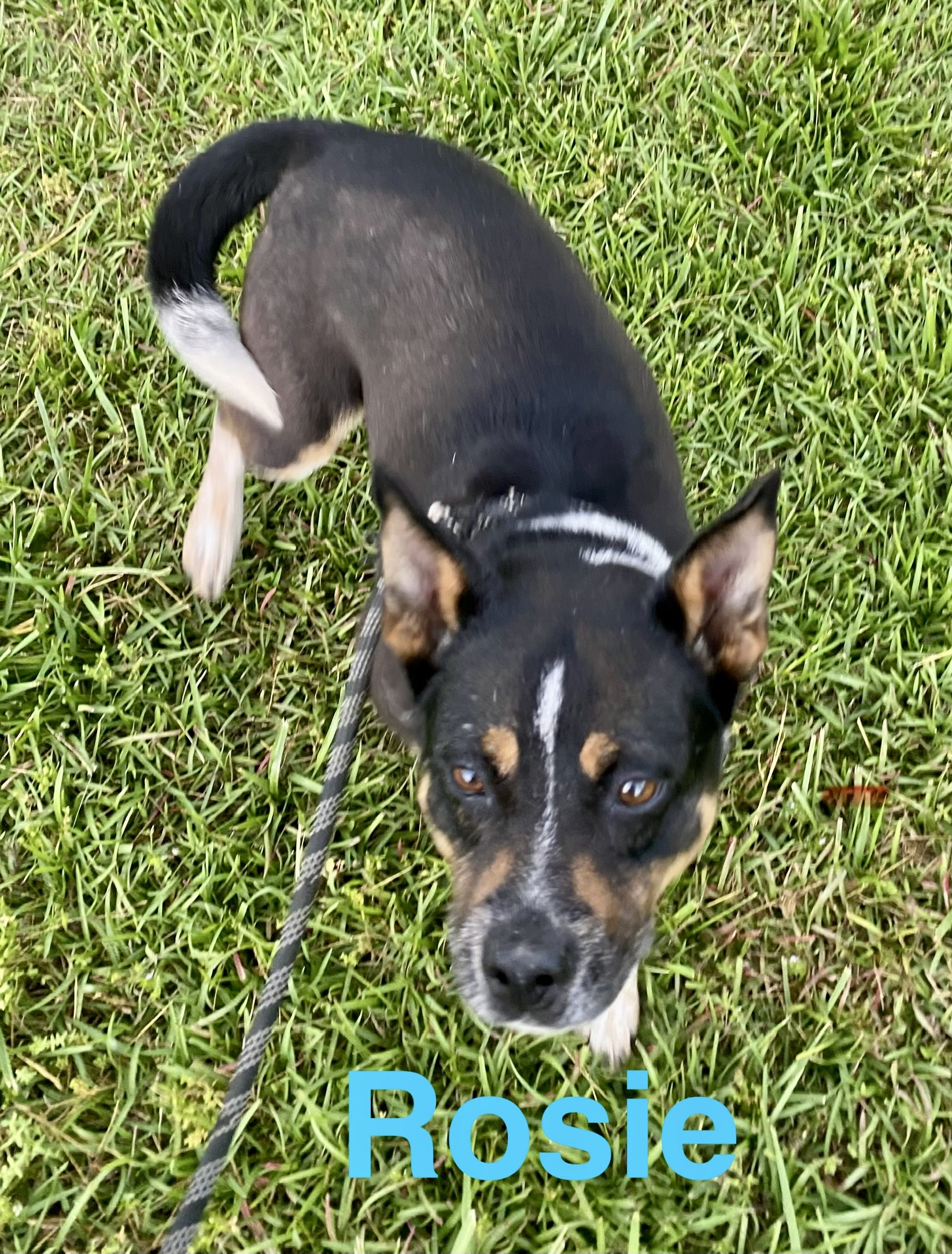 Enlarge Rosie, a Adoptable mixed breed in Hartwell, GA image 1/1