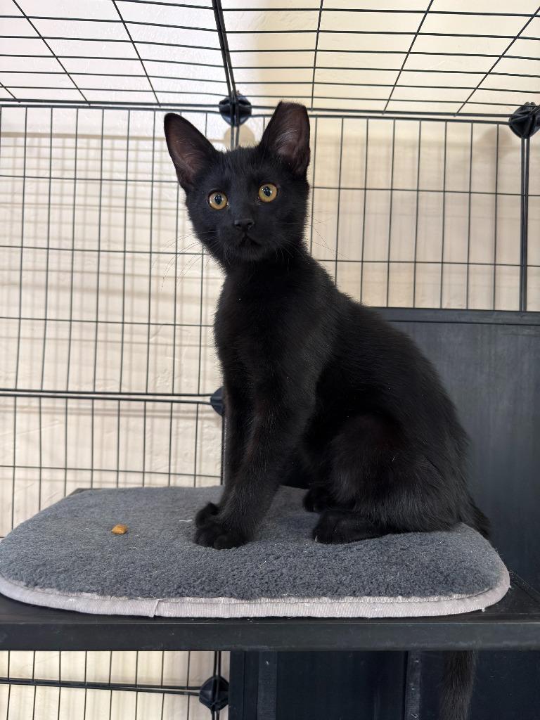 Licorice, Adoptable, Kitten Male Domestic Short Hair.
