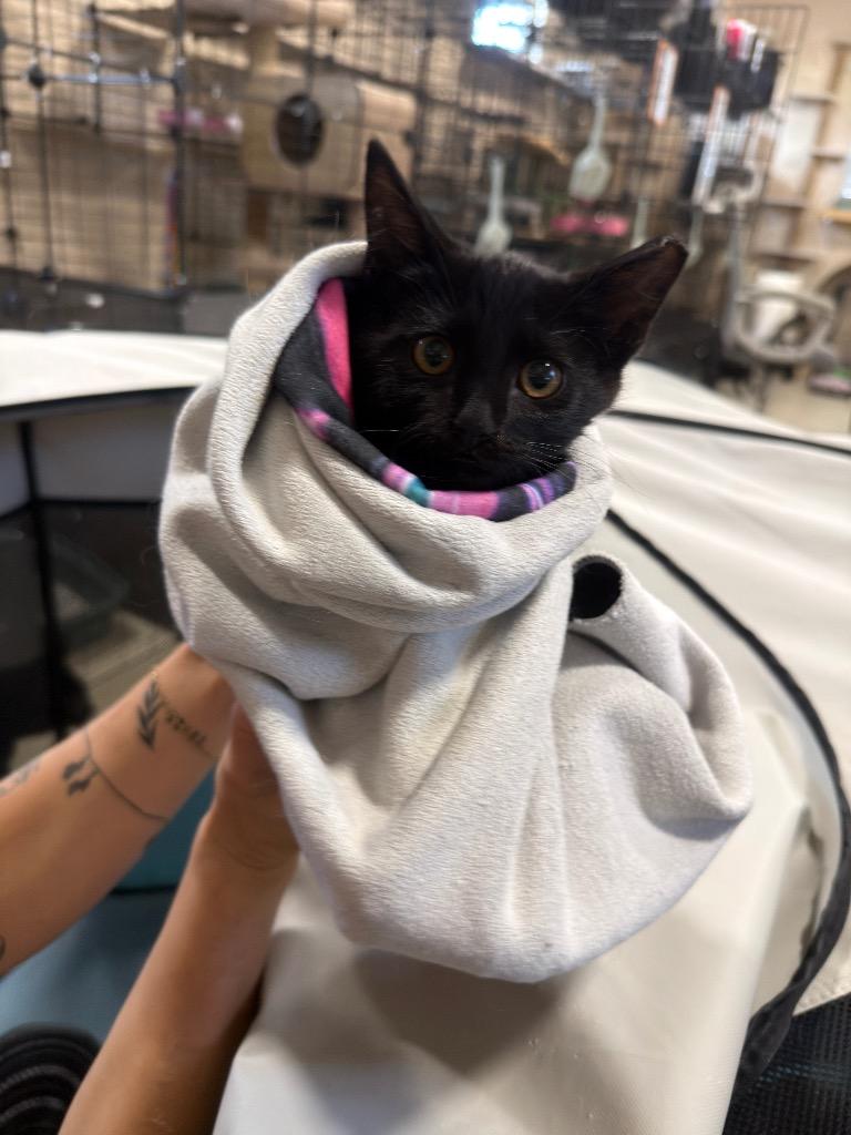 Enlarge Licorice, a Adoptable mixed breed in La Verkin, UT image 2/2
