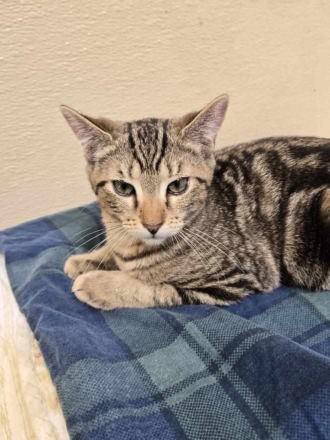 Jupiter, Adoptable, Kitten Female Tabby.