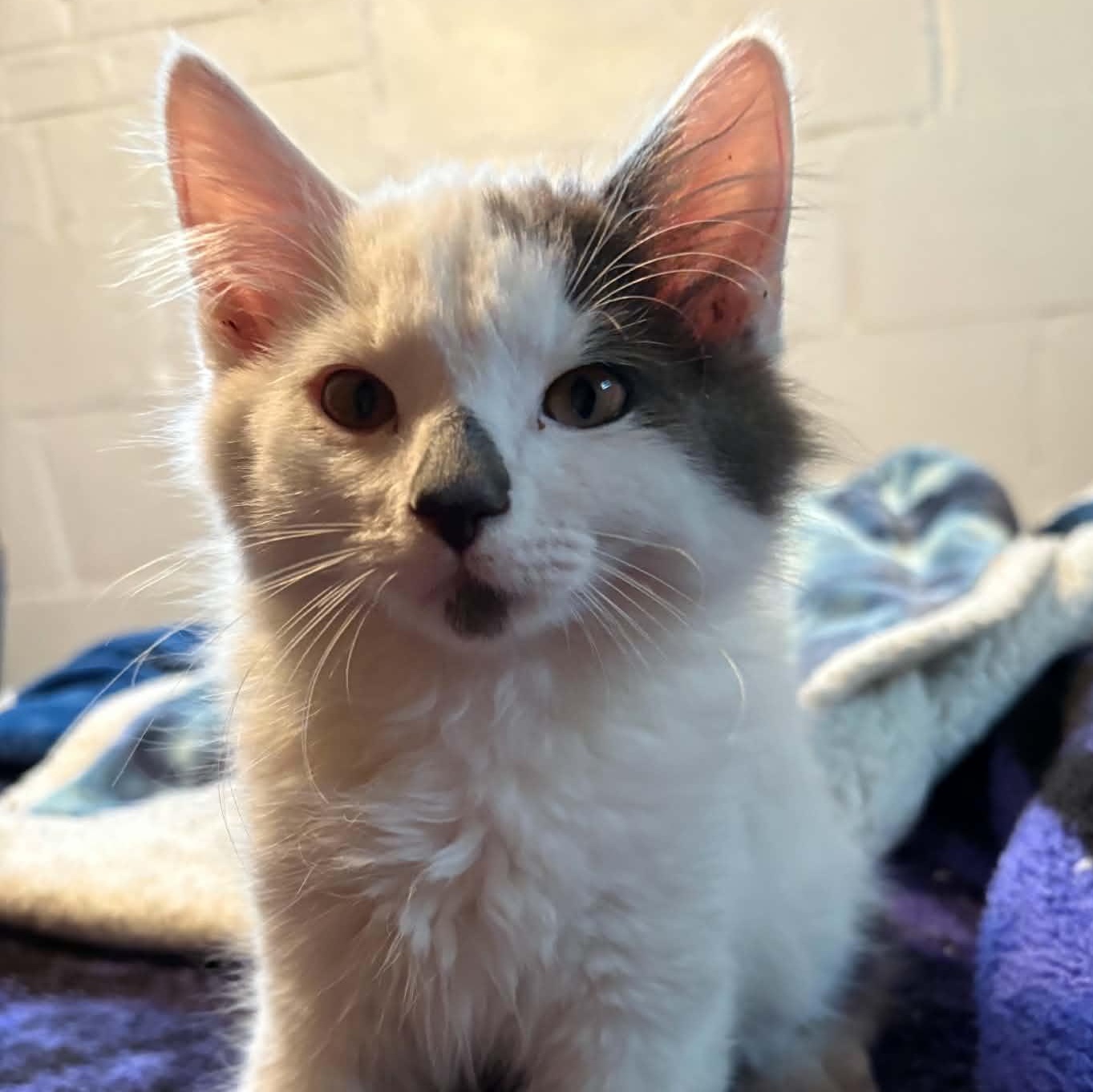 Enlarge Dill, an adopted Domestic Medium Hair in Milwaukee, WI image 1/3