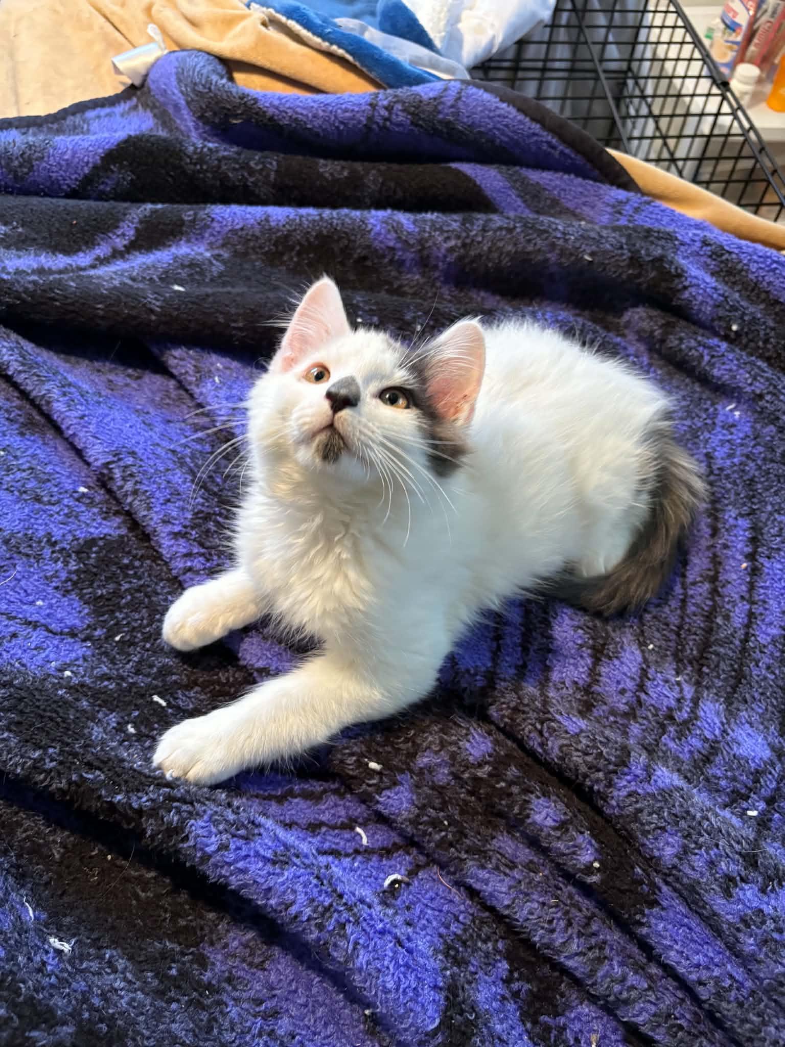 Enlarge Dill, an adopted Domestic Medium Hair in Milwaukee, WI image 3/3