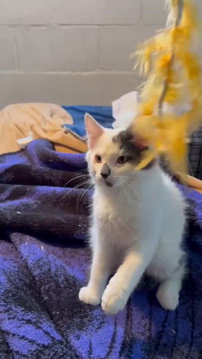 Enlarge Dill, an adopted Domestic Medium Hair in Milwaukee, WI video 2/3