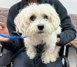 Enlarge Mya, a Adoptable mixed breed in Warren, NJ image 1/2