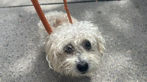 Enlarge Mya, a Adoptable mixed breed in Warren, NJ image 2/2