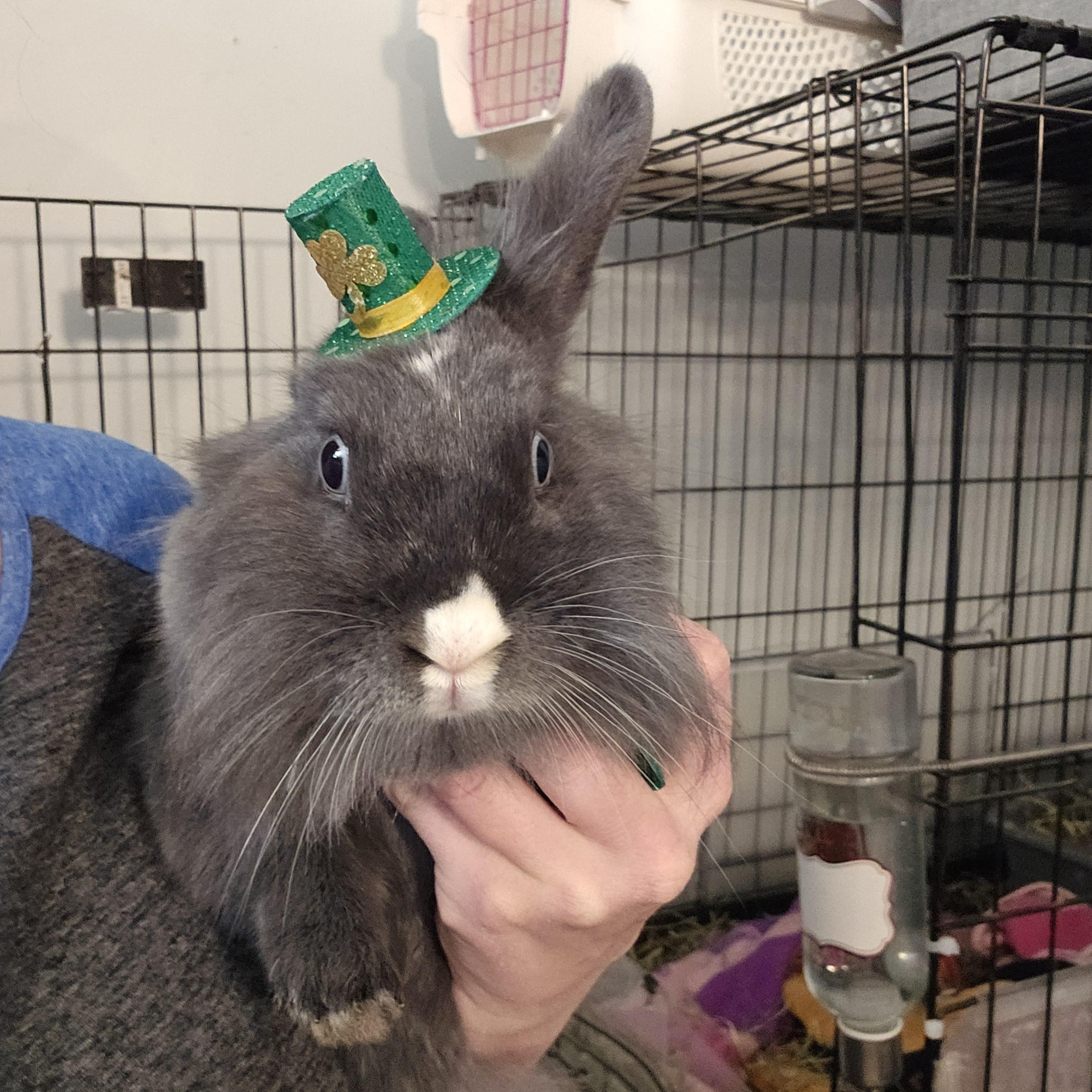 Enlarge Pinky, a Adoptable mixed breed in Kanata, ON image 1/6