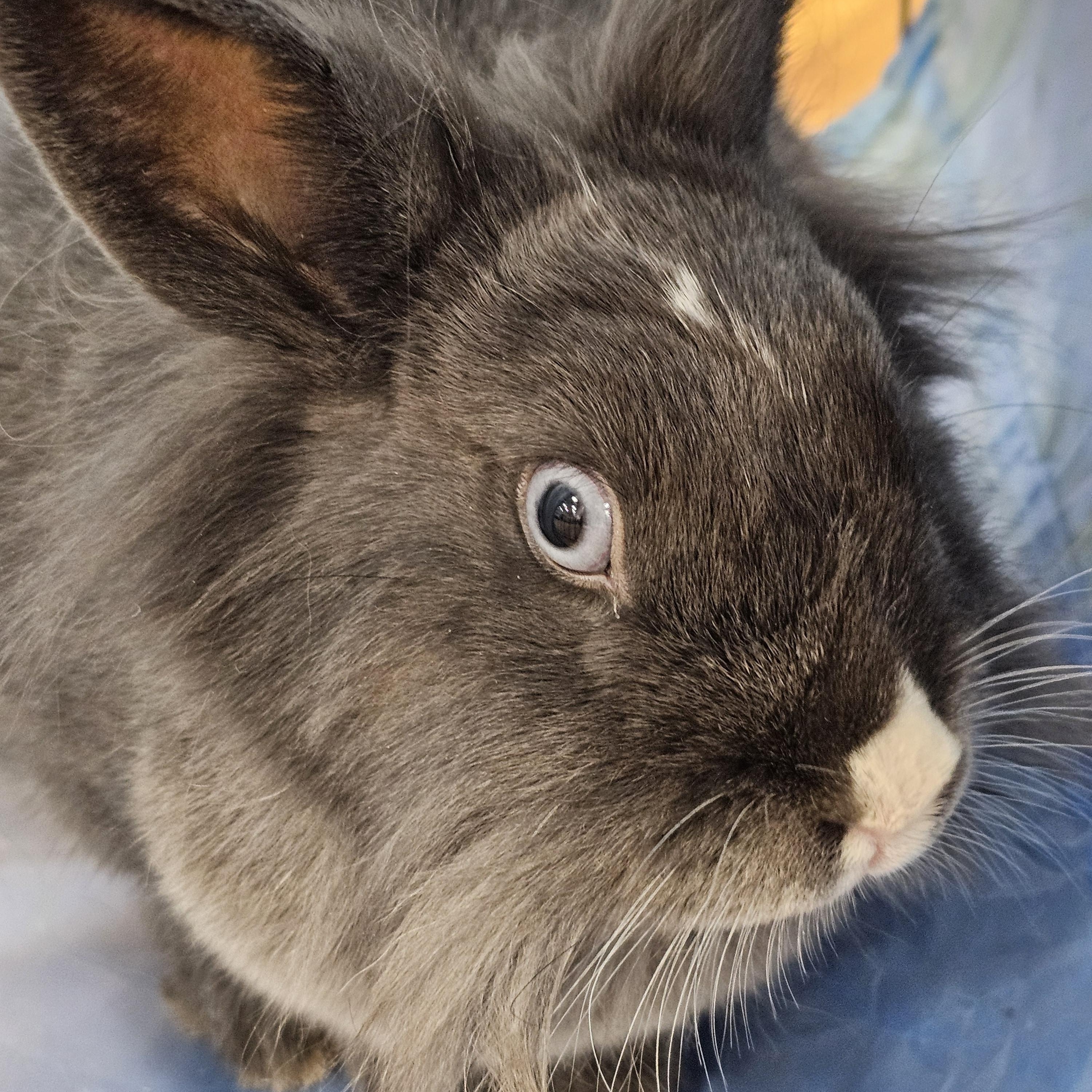 Enlarge Pinky, a Adoptable mixed breed in Kanata, ON image 2/6