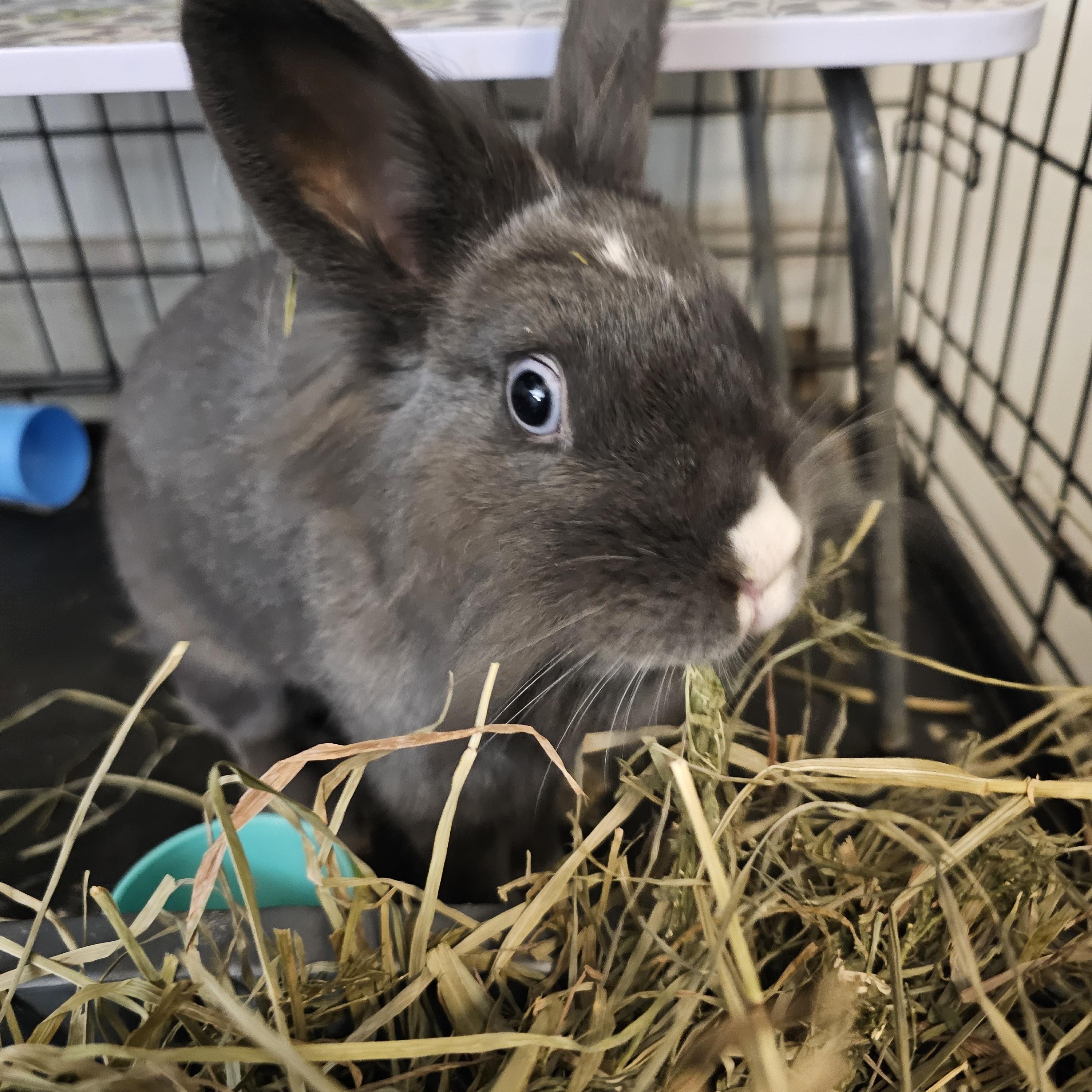Pinky, Adoptable, Adult Female Lionhead.