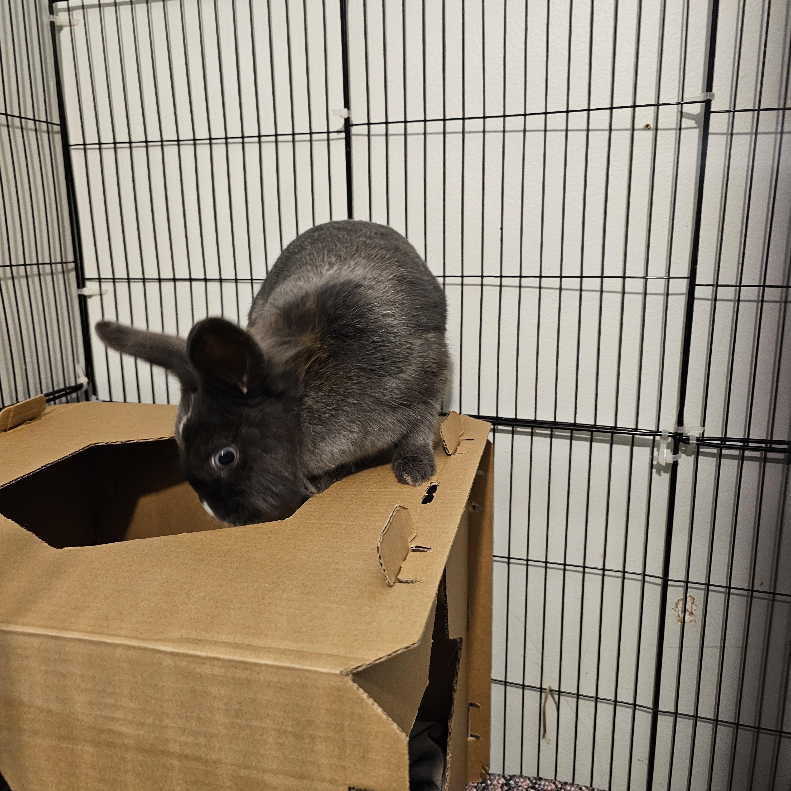 Pinky, Adoptable, Adult Female Lionhead.
