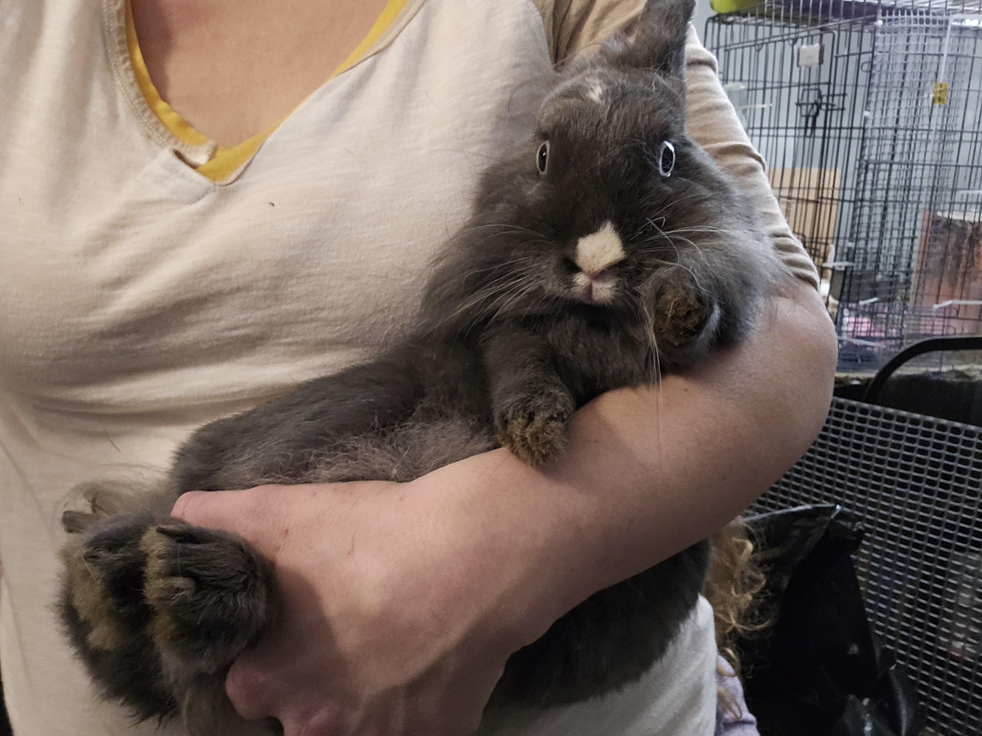 Enlarge Pinky, a Adoptable mixed breed in Kanata, ON image 5/6