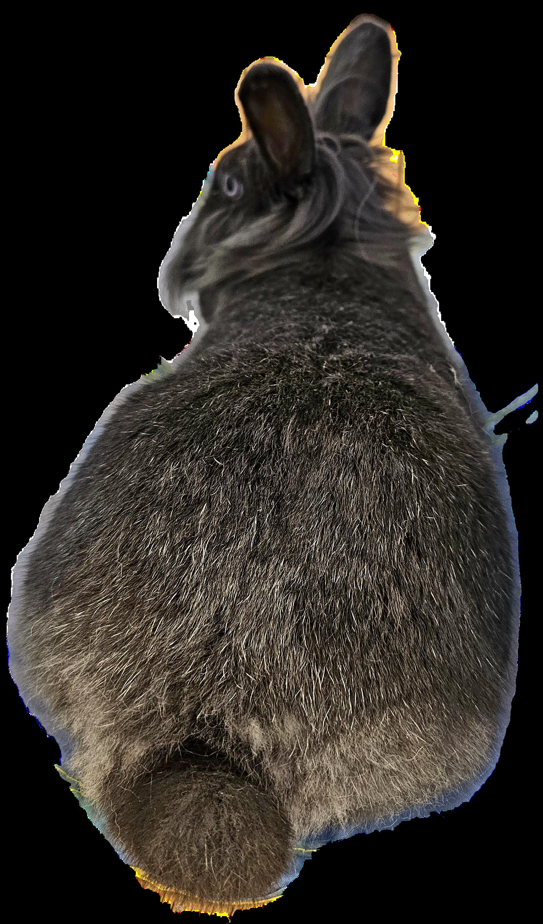 Enlarge Pinky, a Adoptable mixed breed in Kanata, ON image 6/6