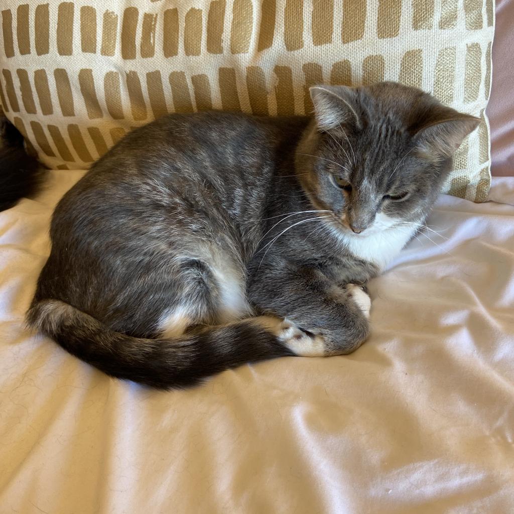 Madison - Bonded to Memphis, a Adoptable Domestic Short Hair in Middleton, WI image 1/6
