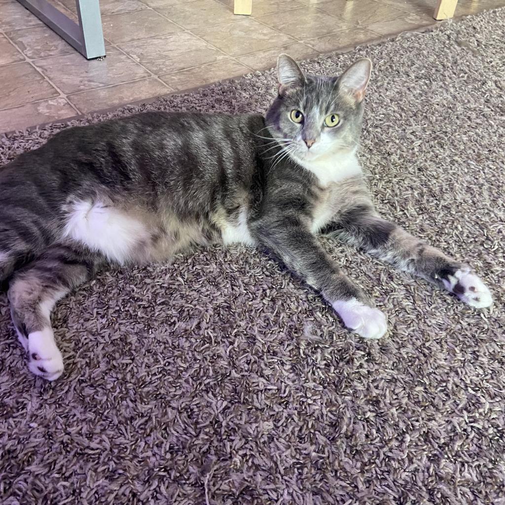 Madison - Bonded to Memphis, a Adoptable Domestic Short Hair in Middleton, WI image 2/6