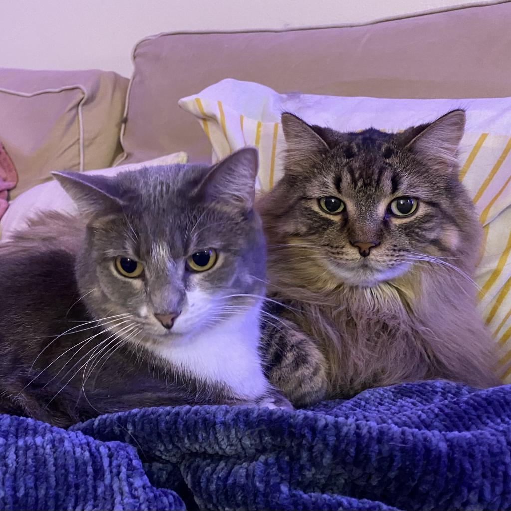 Madison - Bonded to Memphis, a Adoptable Domestic Short Hair in Middleton, WI image 3/6