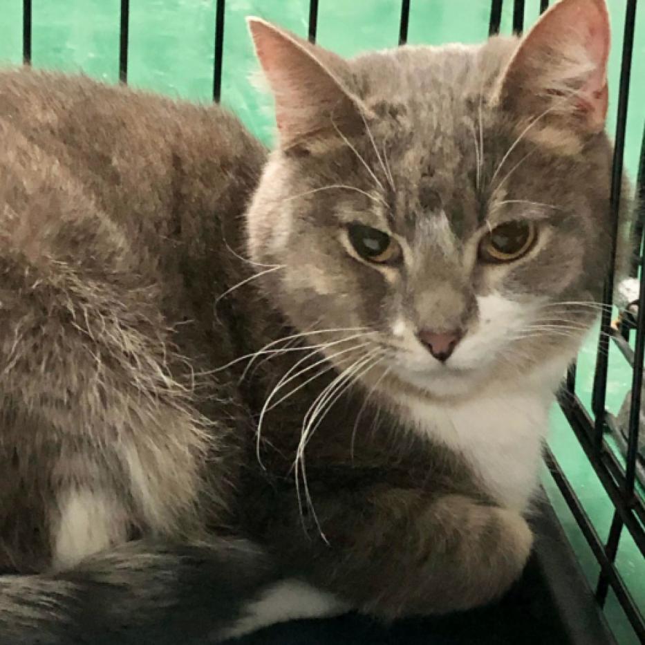 Madison - Bonded to Memphis, a Adoptable Domestic Short Hair in Middleton, WI image 4/6
