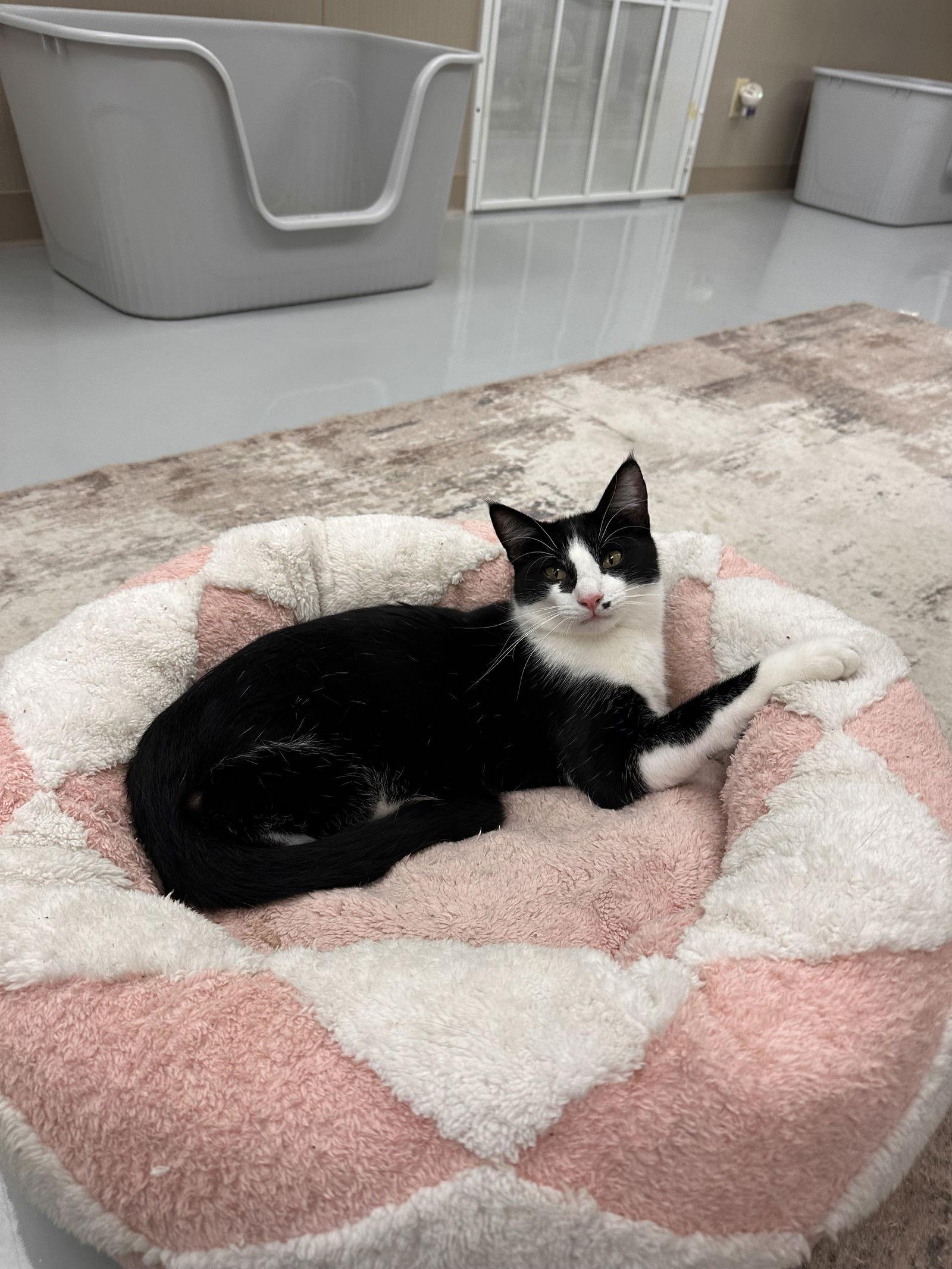 Reno, a Adoptable Tuxedo in West Hills, CA image 1/3