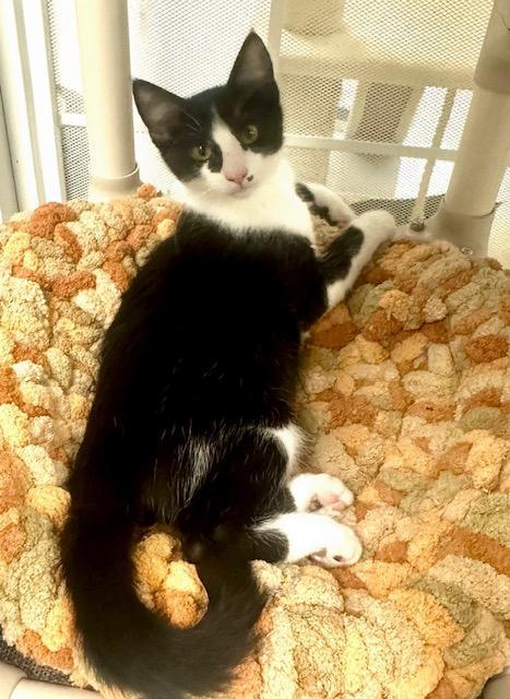 Reno, a Adoptable Tuxedo in West Hills, CA image 1/3