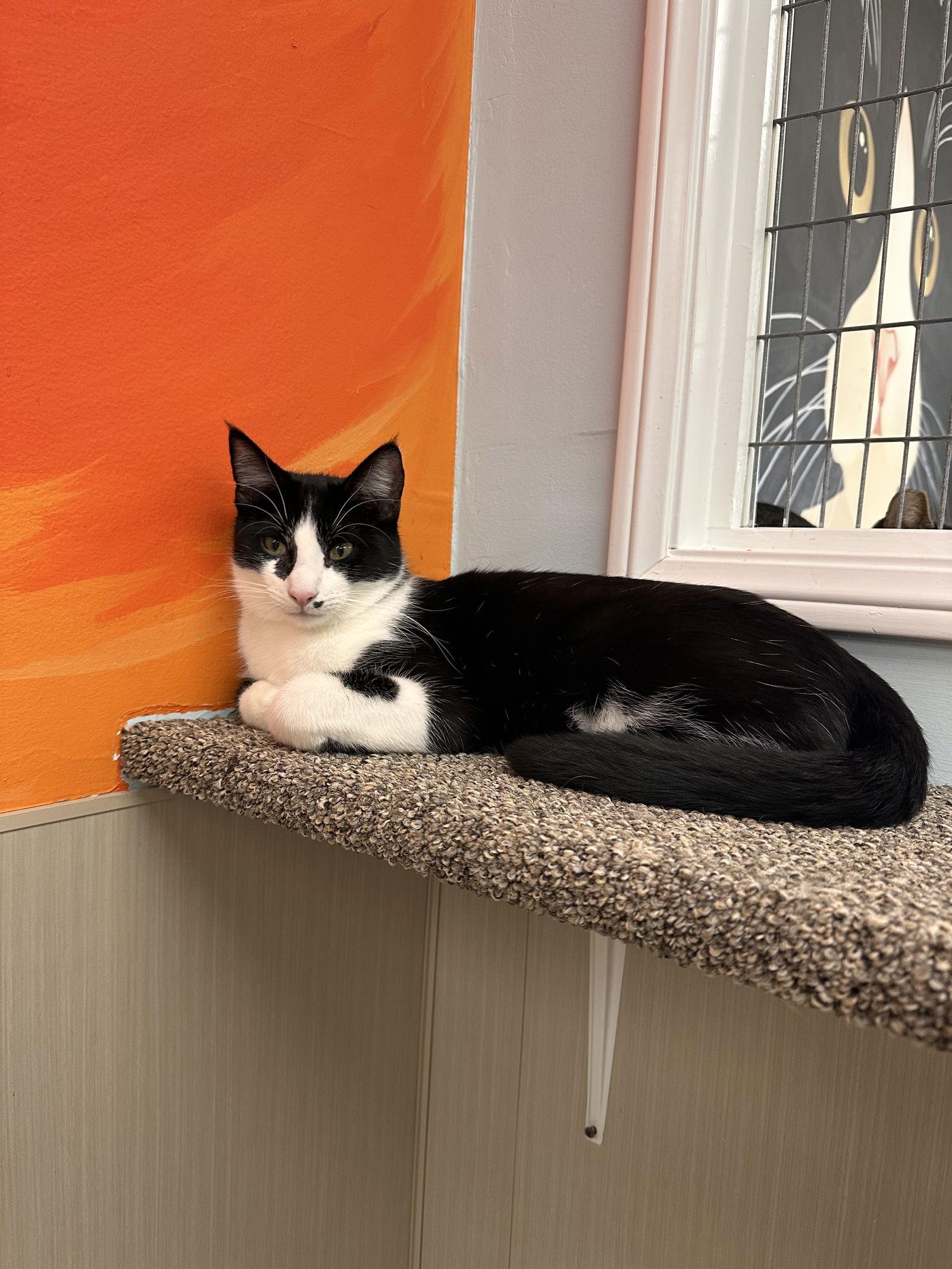 Reno, a Adoptable Tuxedo in West Hills, CA image 2/3