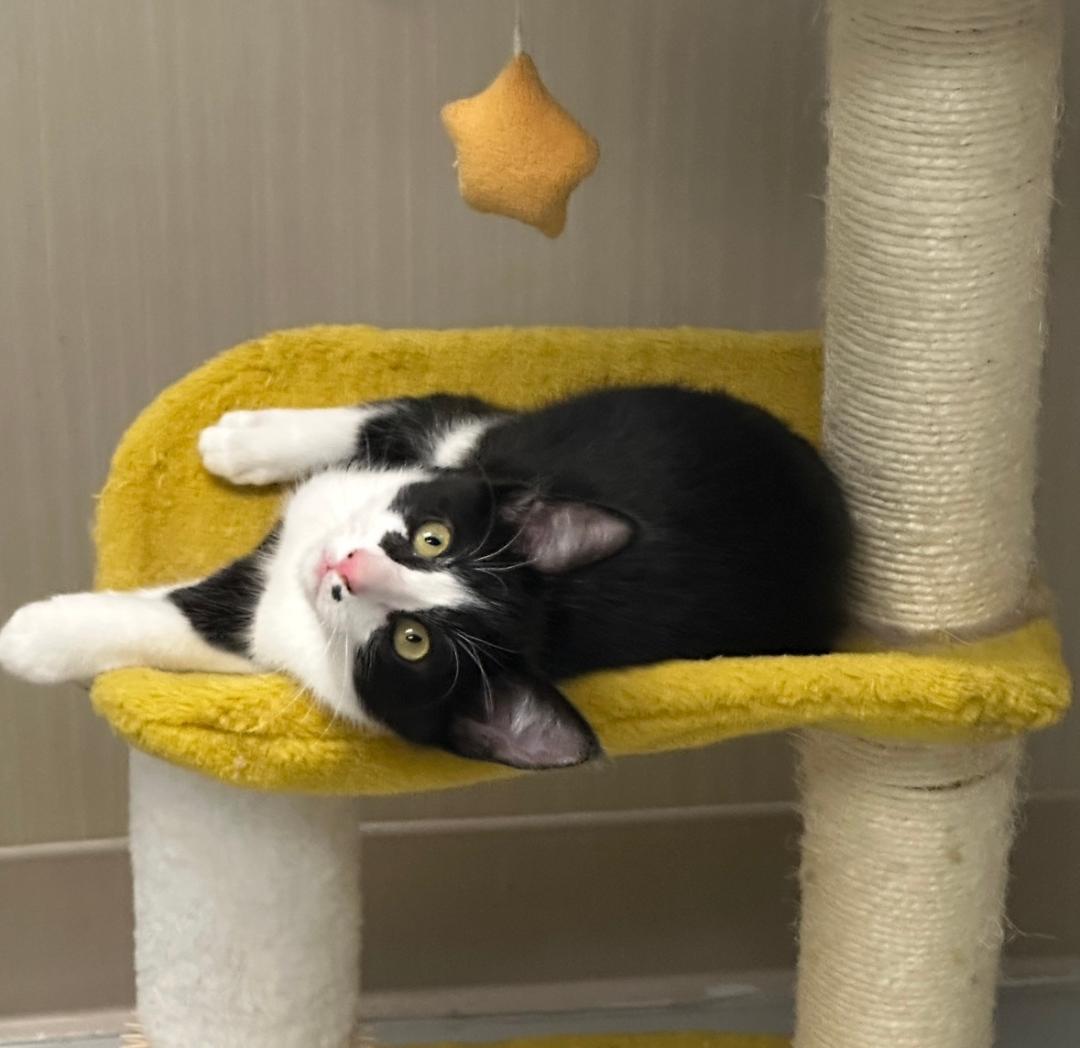 Reno, a Adoptable Tuxedo in West Hills, CA image 3/3
