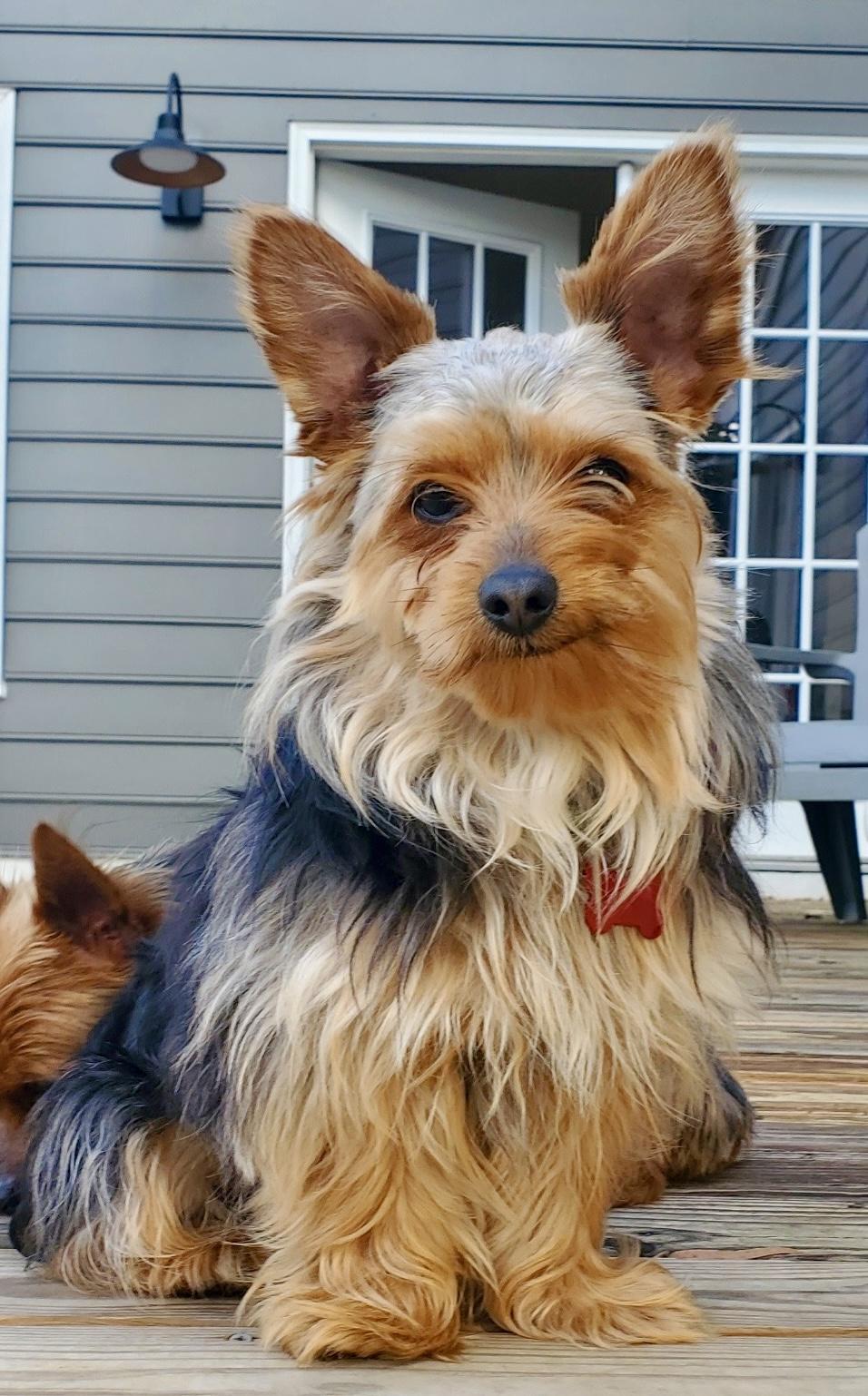 Enlarge Patrick, an adopted Yorkshire Terrier in Pittsboro, NC image 2/3