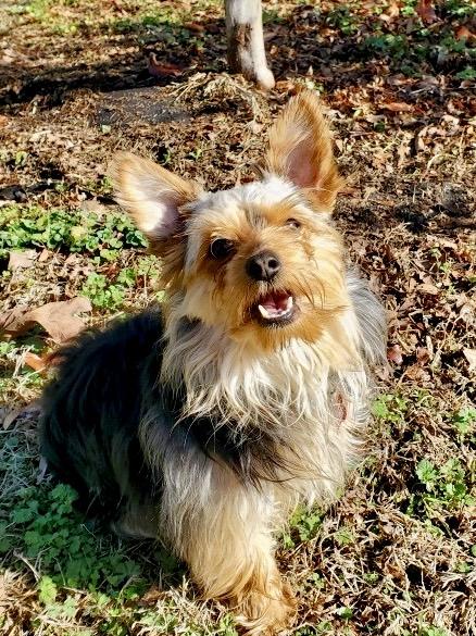 Enlarge Patrick, an adopted Yorkshire Terrier in Pittsboro, NC image 1/3