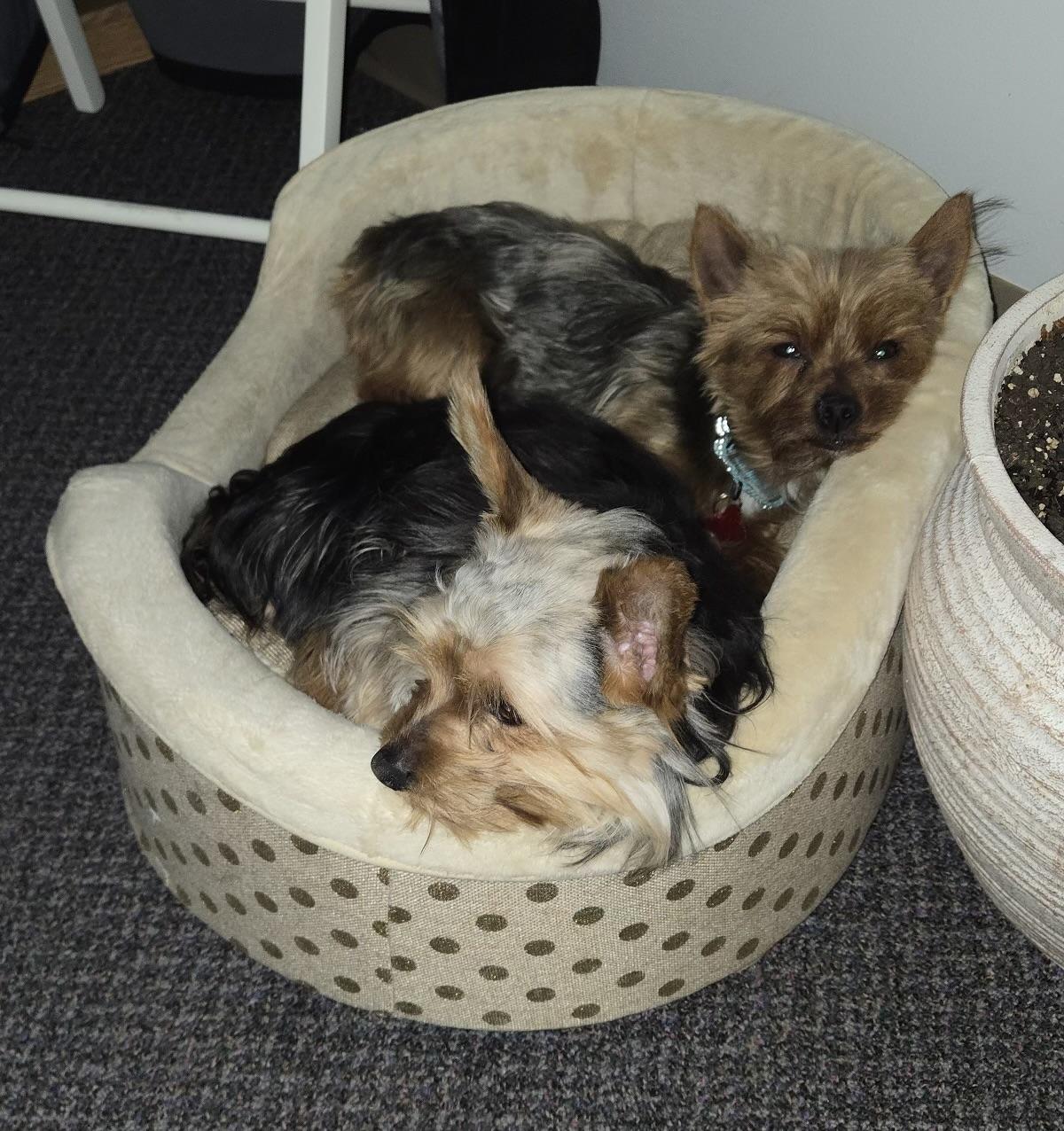 Enlarge Patrick, an adopted Yorkshire Terrier in Pittsboro, NC image 3/3