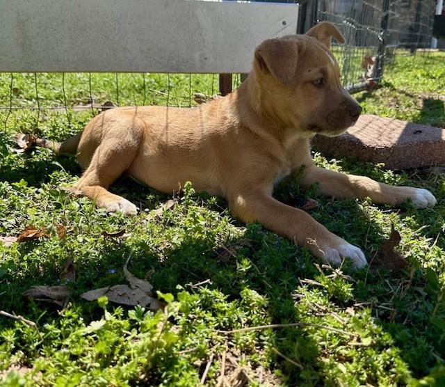 Enlarge Sassy, an adopted mixed breed in La Crosse, WI image 4/5