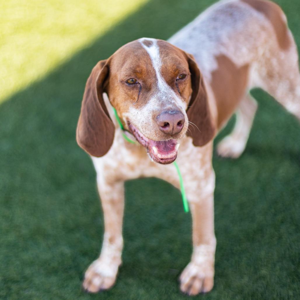 Gunner, a Adoptable Hound in Idaho Falls, ID image 2/6
