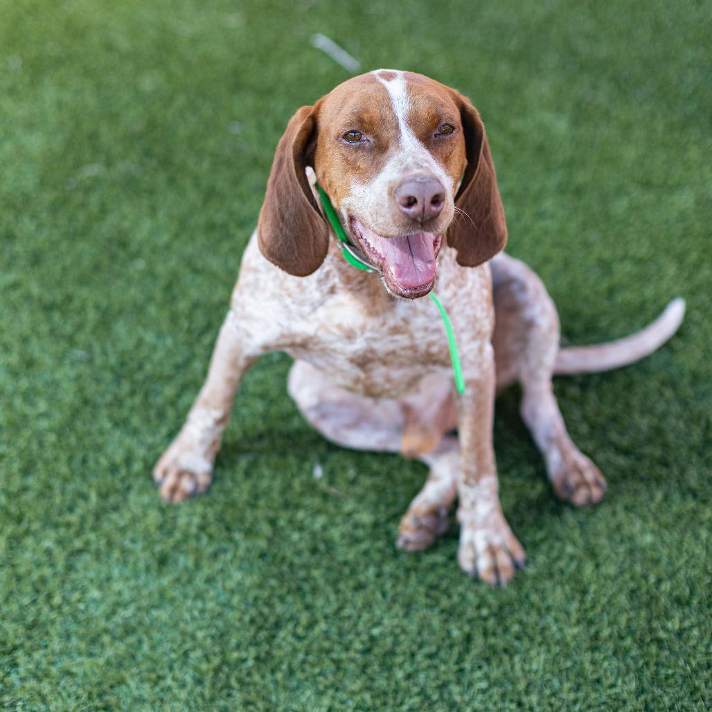 Gunner, a Adoptable Hound in Idaho Falls, ID image 5/6