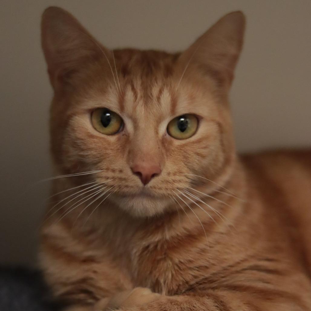 Enlarge Chico, a Adoptable Domestic Short Hair in Philadelphia, PA image 1/6