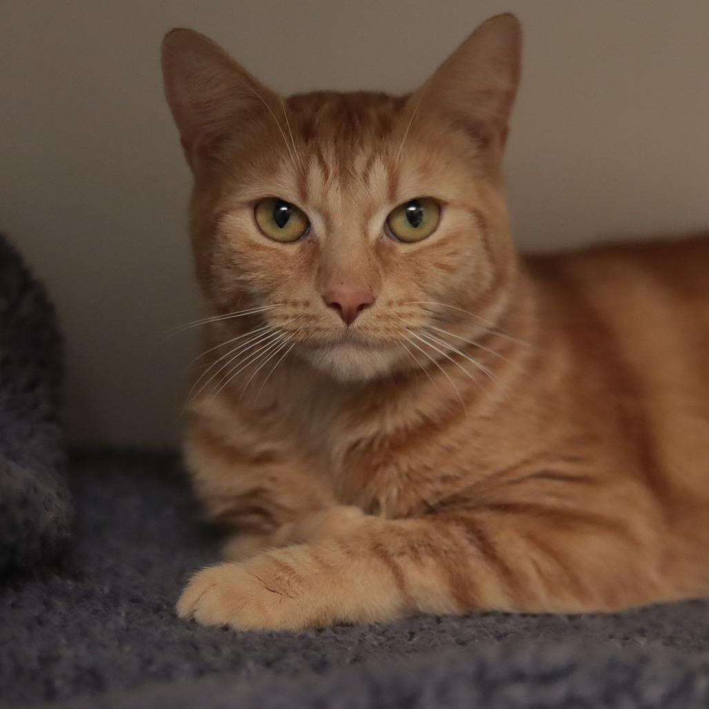 Enlarge Chico, a Adoptable Domestic Short Hair in Philadelphia, PA image 2/6