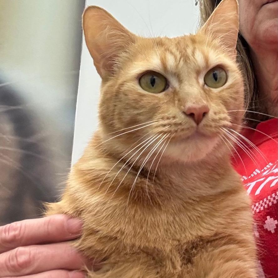 Enlarge Chico, a Adoptable Domestic Short Hair in Philadelphia, PA image 3/6