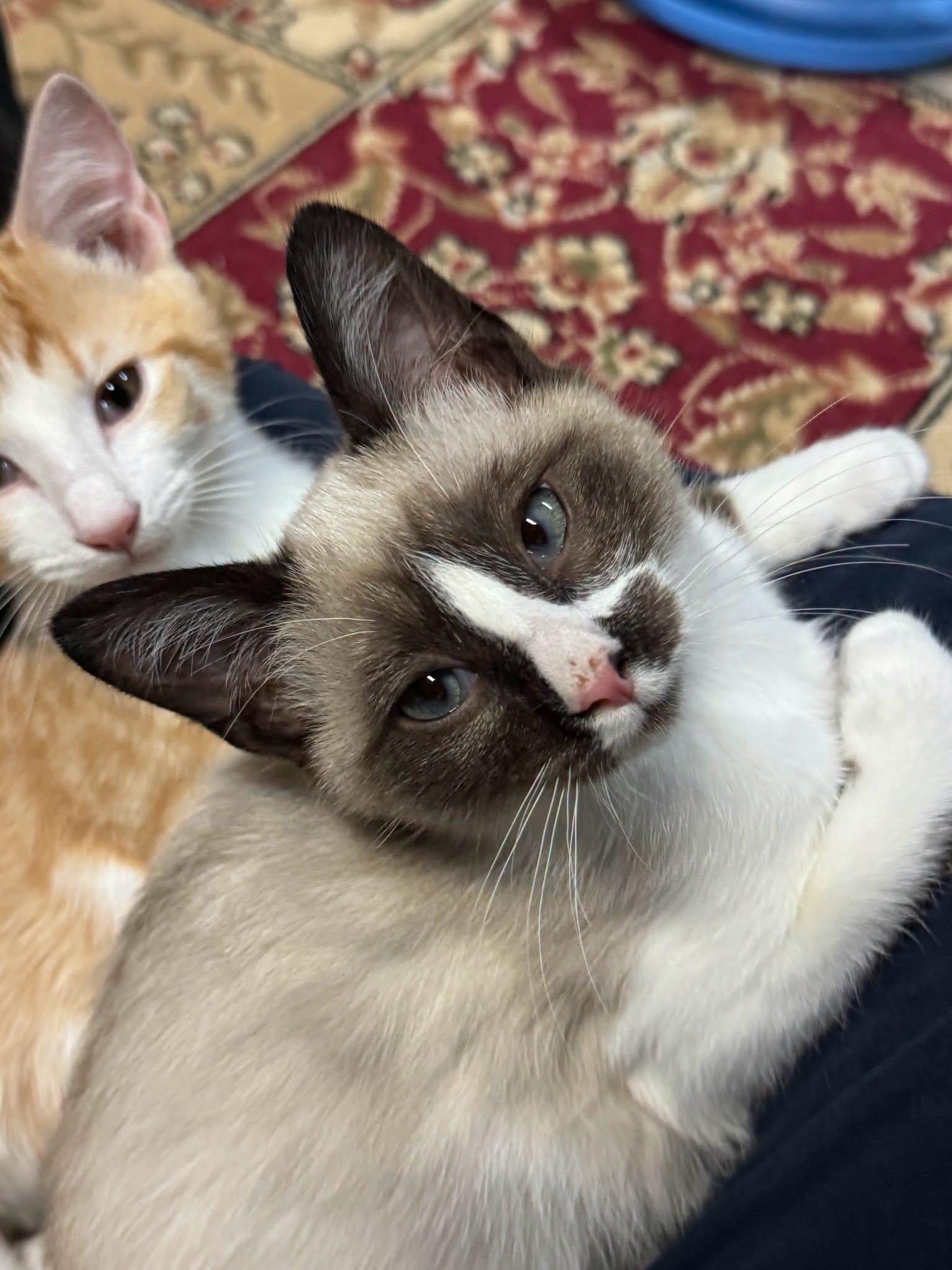 CHICKADEE, Adoptable, Kitten Male Snowshoe.