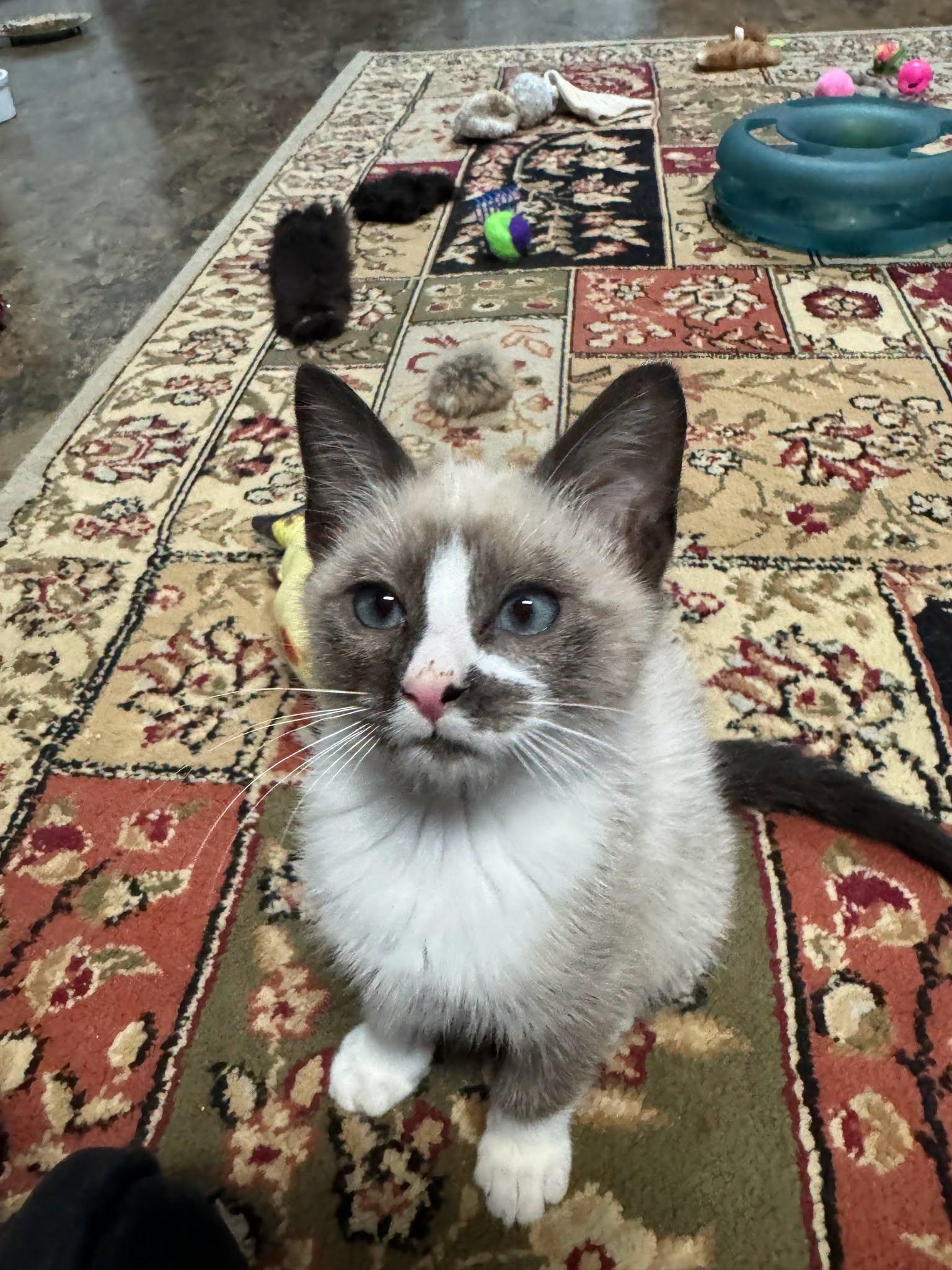Enlarge CHICKADEE, a Adoptable Snowshoe in Powder Springs, GA image 2/3