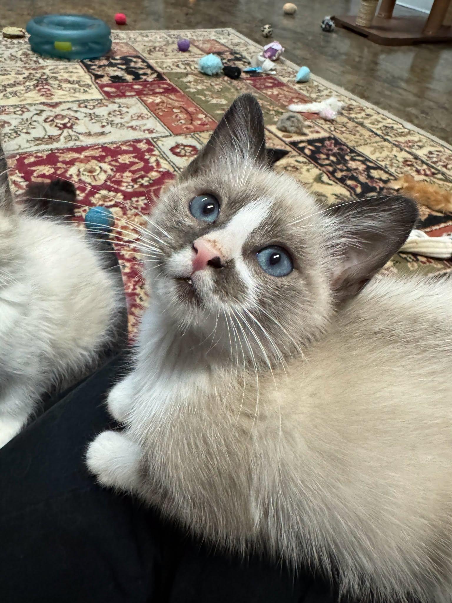 Enlarge CHICKADEE, a Adoptable Snowshoe in Powder Springs, GA image 3/3