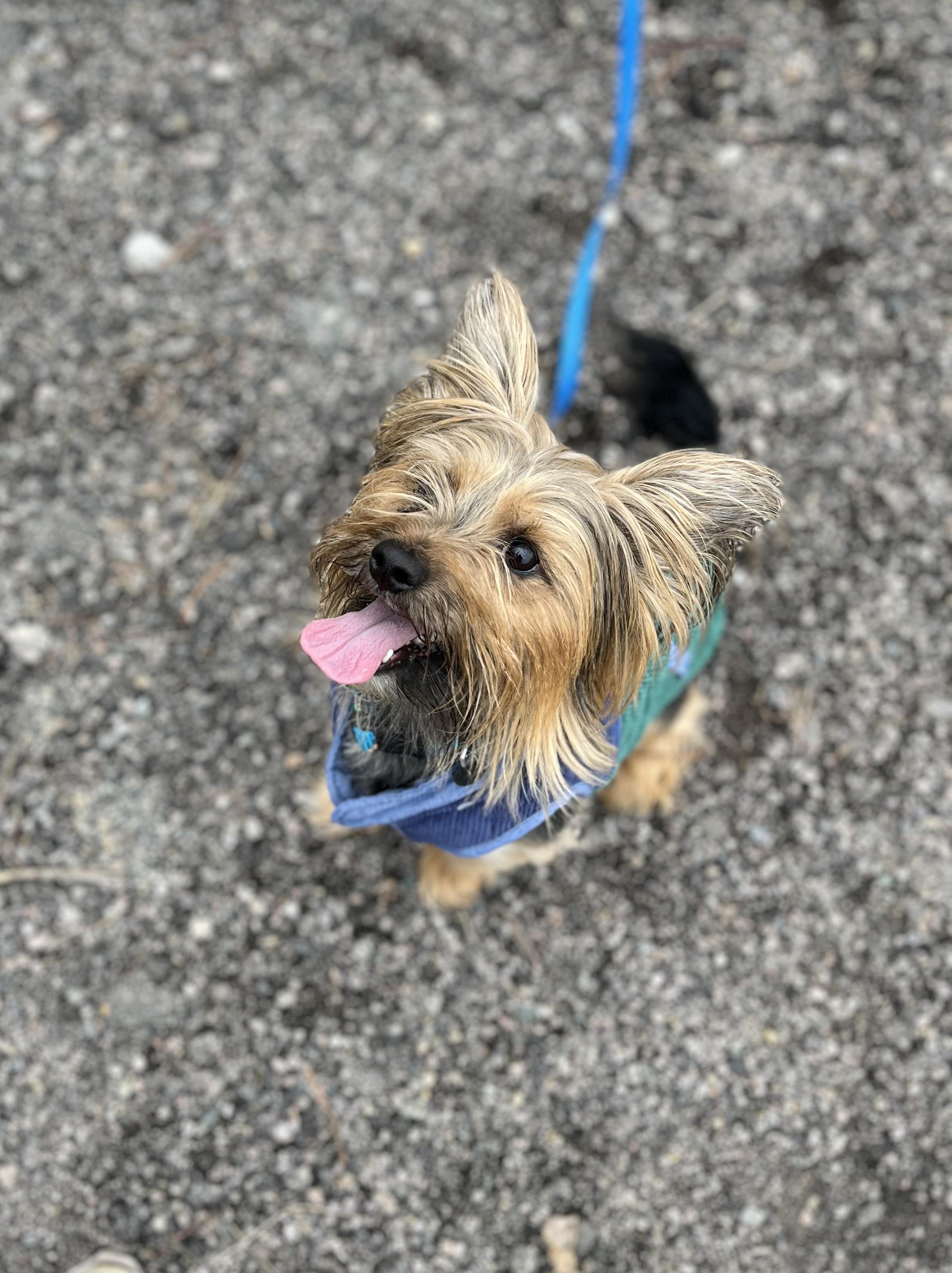 Enlarge Phil, a Adoptable mixed breed in Blackstone, MA image 5/6