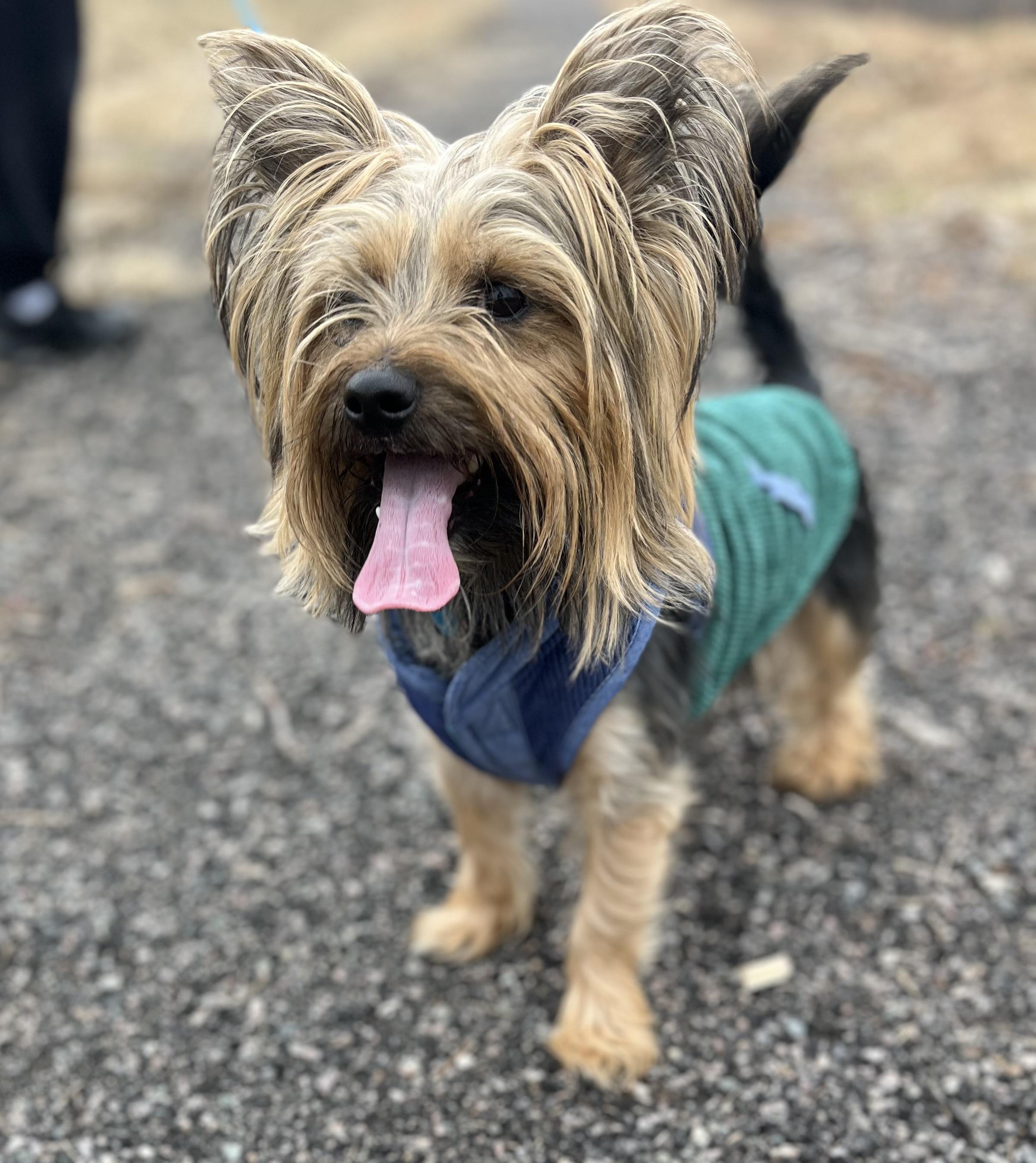 Phil, Adoptable, Young Male Yorkshire Terrier & Shih Tzu.