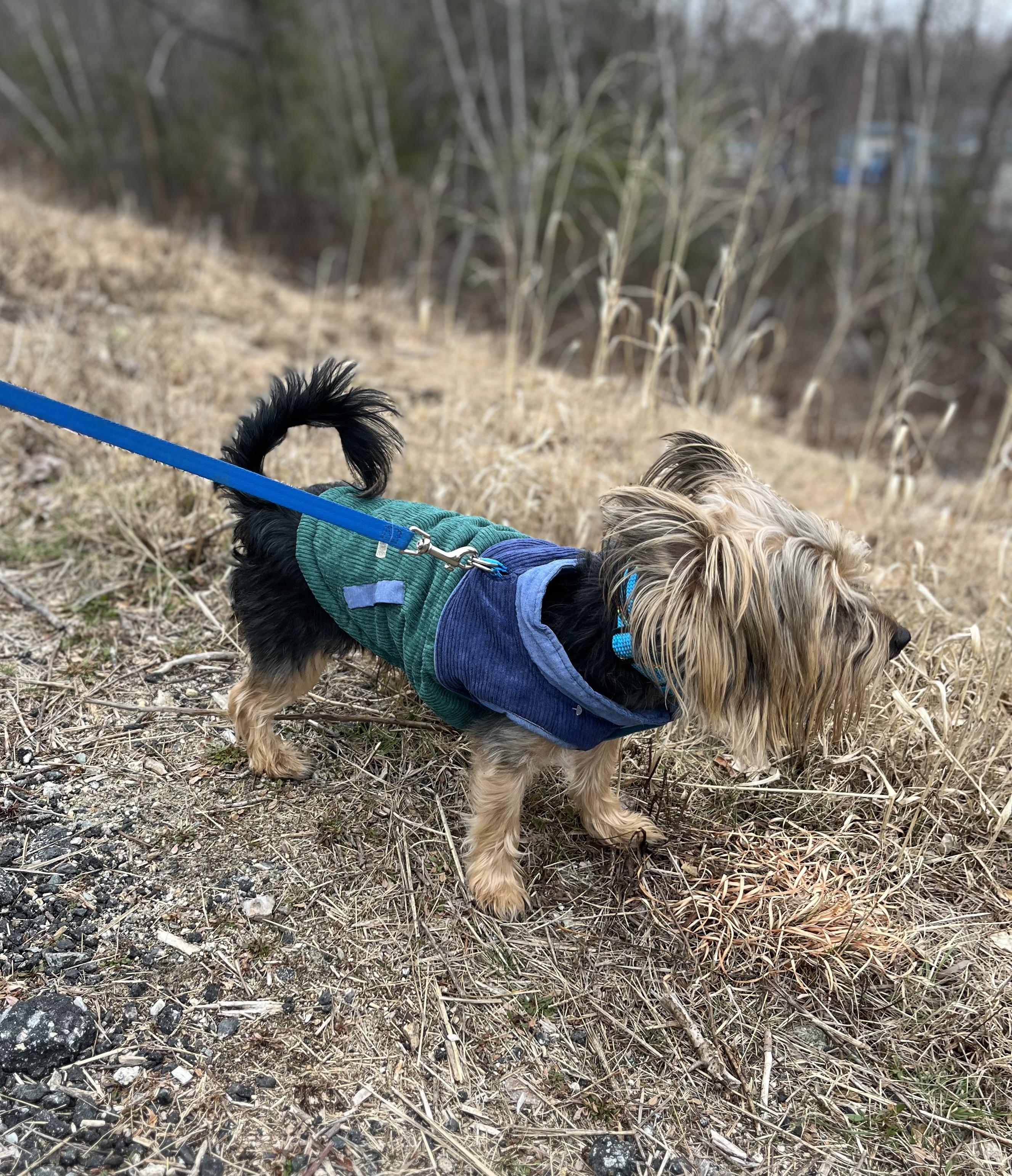 Enlarge Phil, a Adoptable mixed breed in Blackstone, MA image 4/6