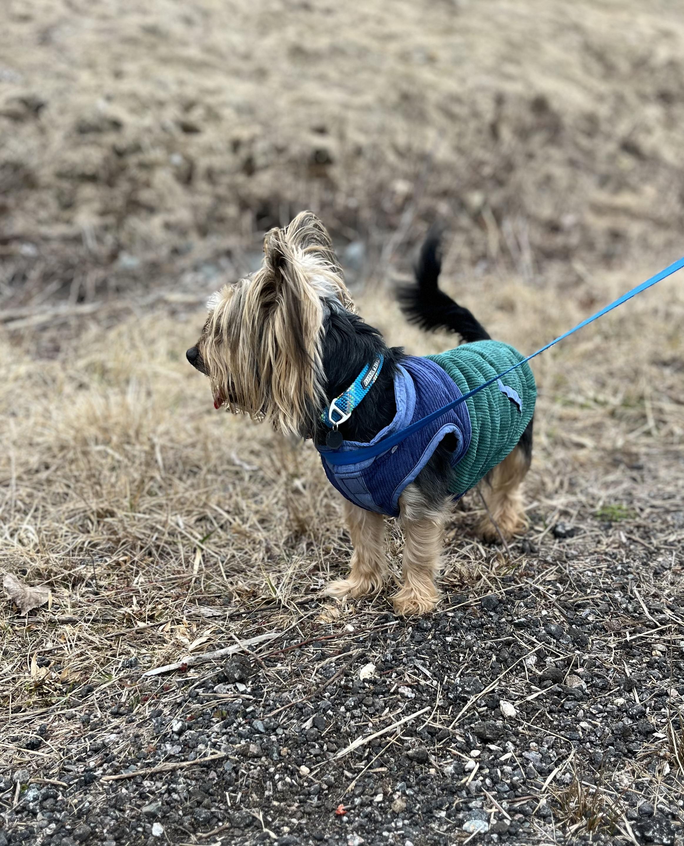 Enlarge Phil, a Adoptable mixed breed in Blackstone, MA image 6/6