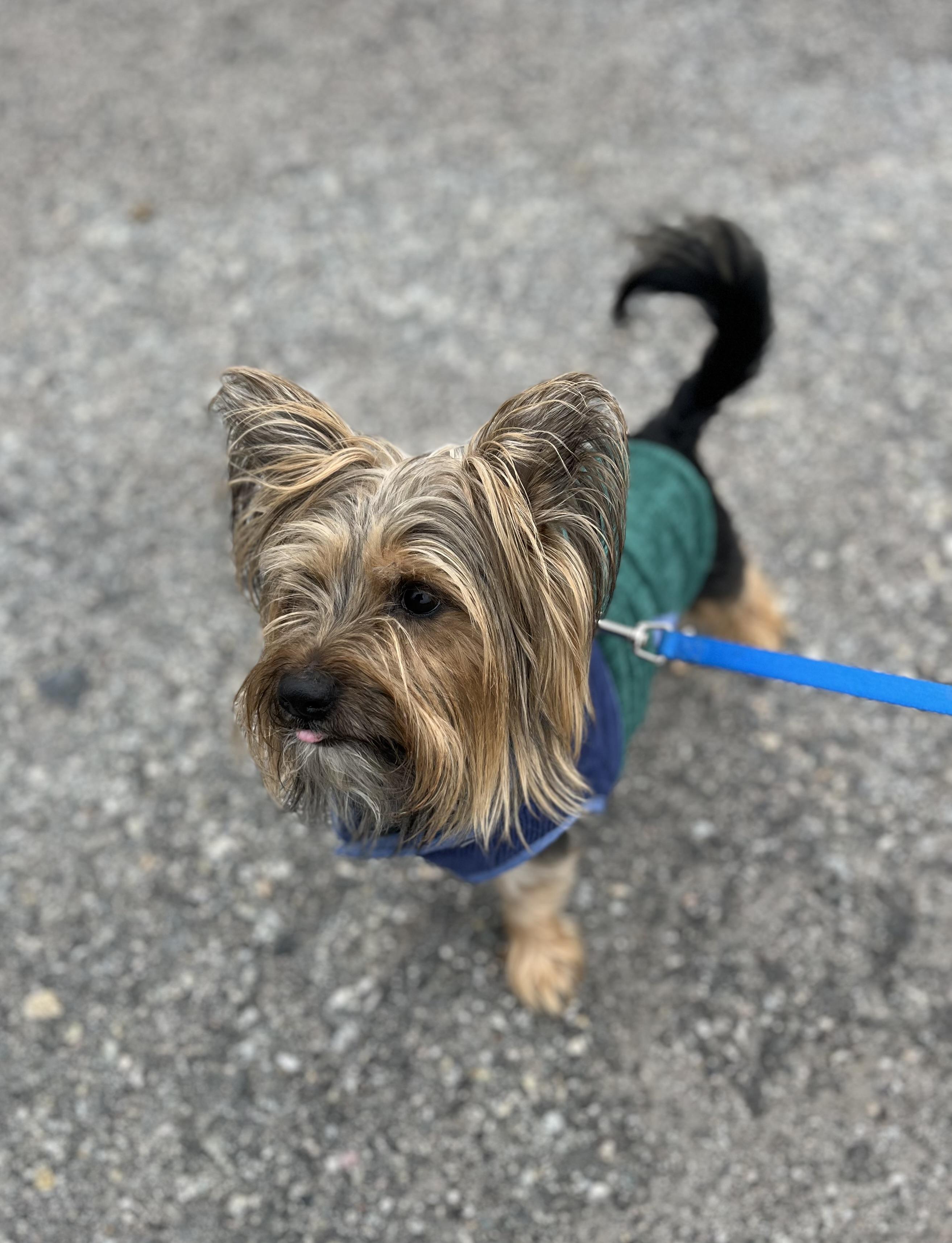 Enlarge Phil, a Adoptable mixed breed in Blackstone, MA image 3/6