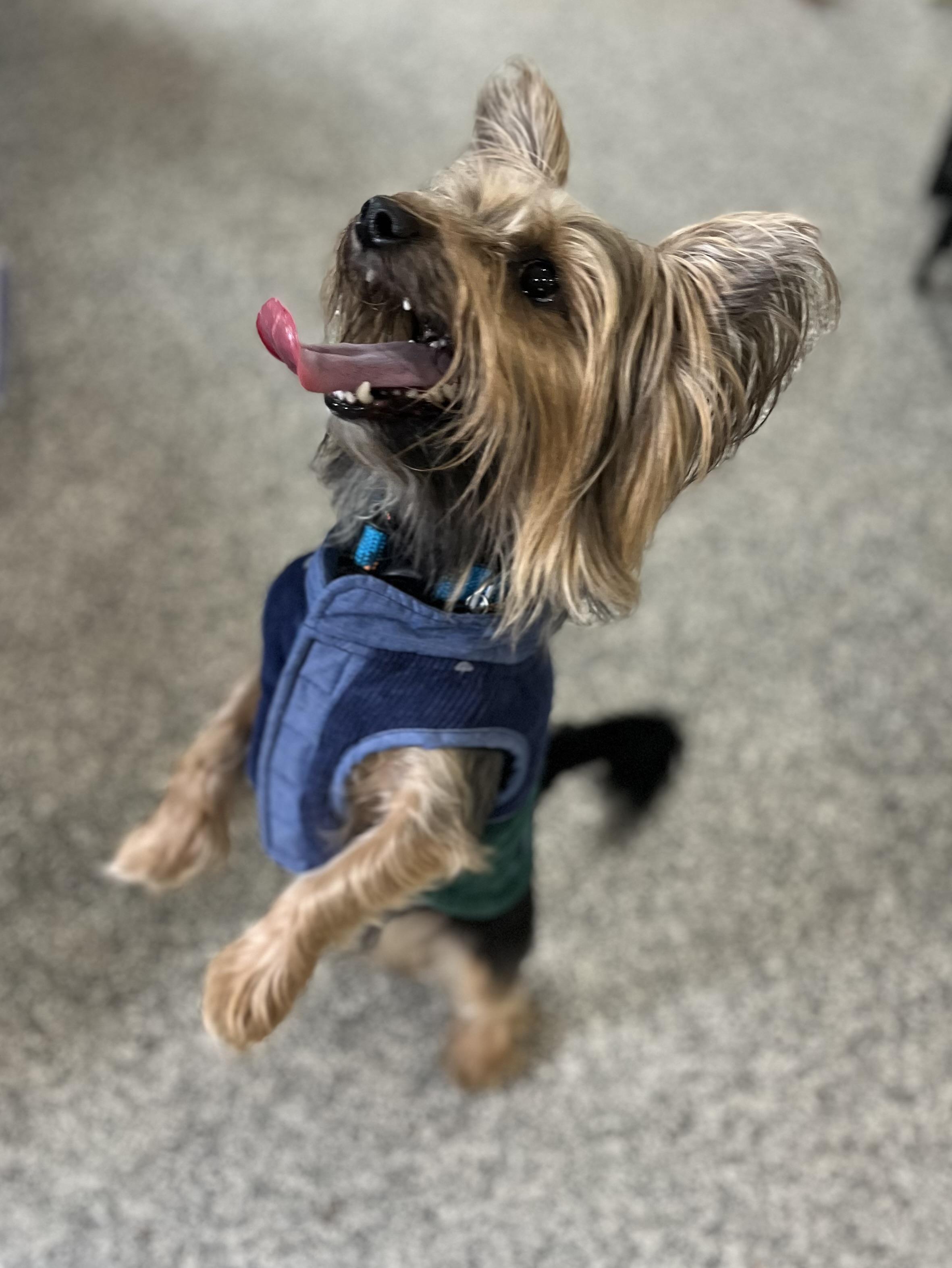 Enlarge Phil, a Adoptable mixed breed in Blackstone, MA image 2/6