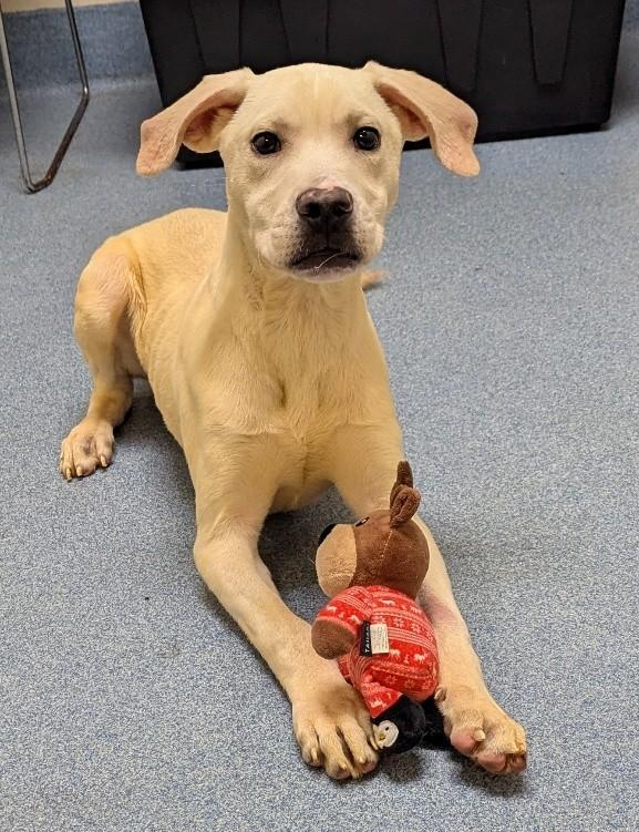 Enlarge Aidan, a ADOPTABLE mixed breed in Suffolk, VA image 1/2