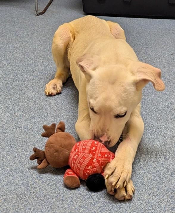 Enlarge Aidan, a ADOPTABLE mixed breed in Suffolk, VA image 2/2