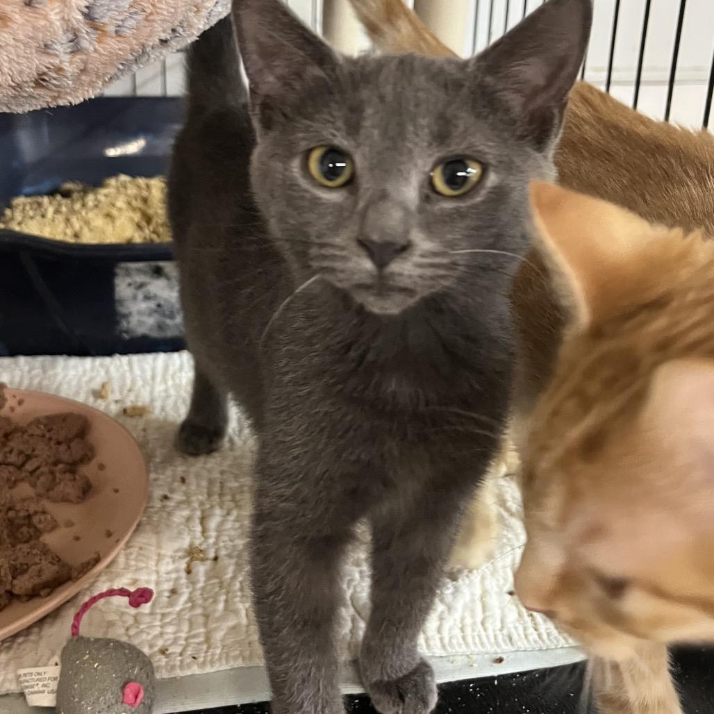 Munchkin, Adoptable, Kitten Female Domestic Short Hair.