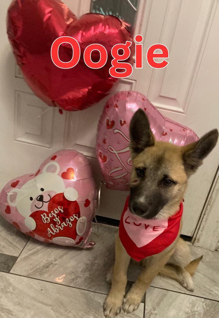Enlarge Oogie, a Adoptable German Shepherd Dog in New Haven, CT image 1/5
