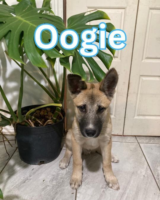 Enlarge Oogie, a Adoptable German Shepherd Dog in New Haven, CT image 2/5