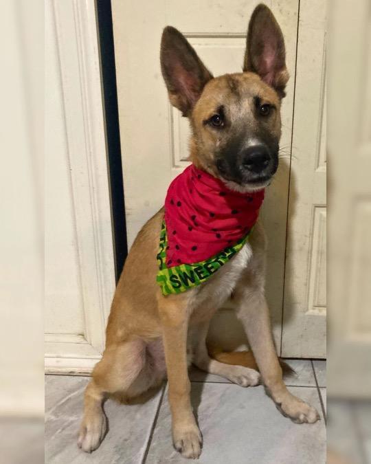 Enlarge Oogie, a Adoptable German Shepherd Dog in New Haven, CT image 3/5