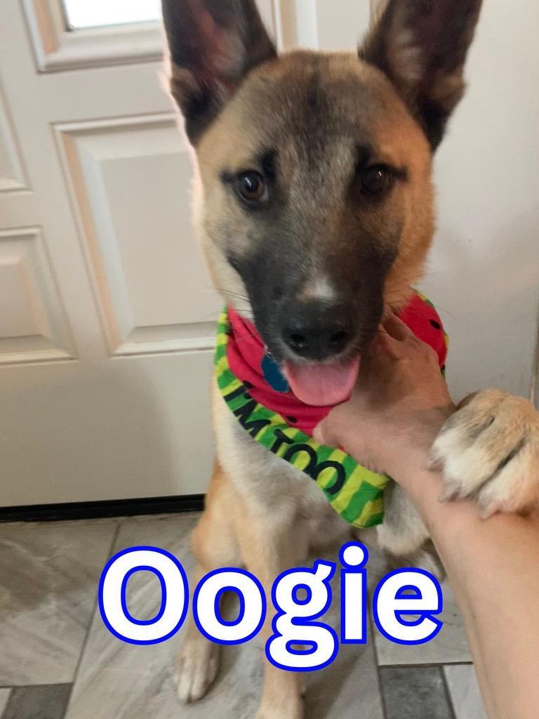 Enlarge Oogie, a Adoptable German Shepherd Dog in New Haven, CT image 4/5