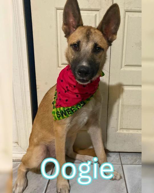 Enlarge Oogie, a Adoptable German Shepherd Dog in New Haven, CT image 5/5